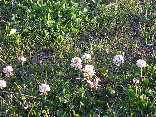 clover is the new grass