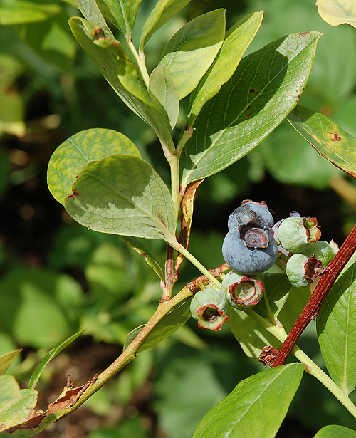 blueberries