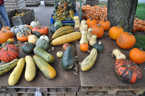 Harvest