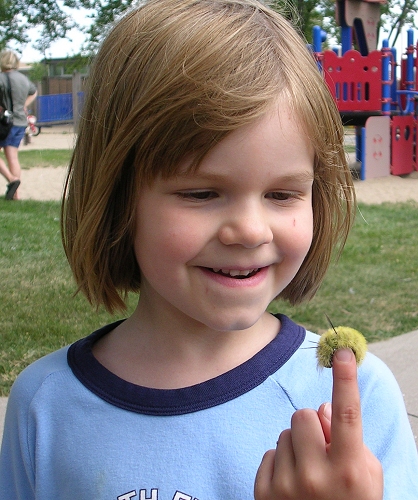 caterpillar