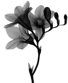 freesia