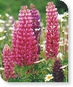 Blomsterlupin