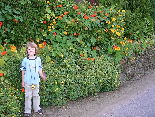 Nasturtiums!