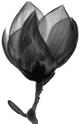 magnolia
