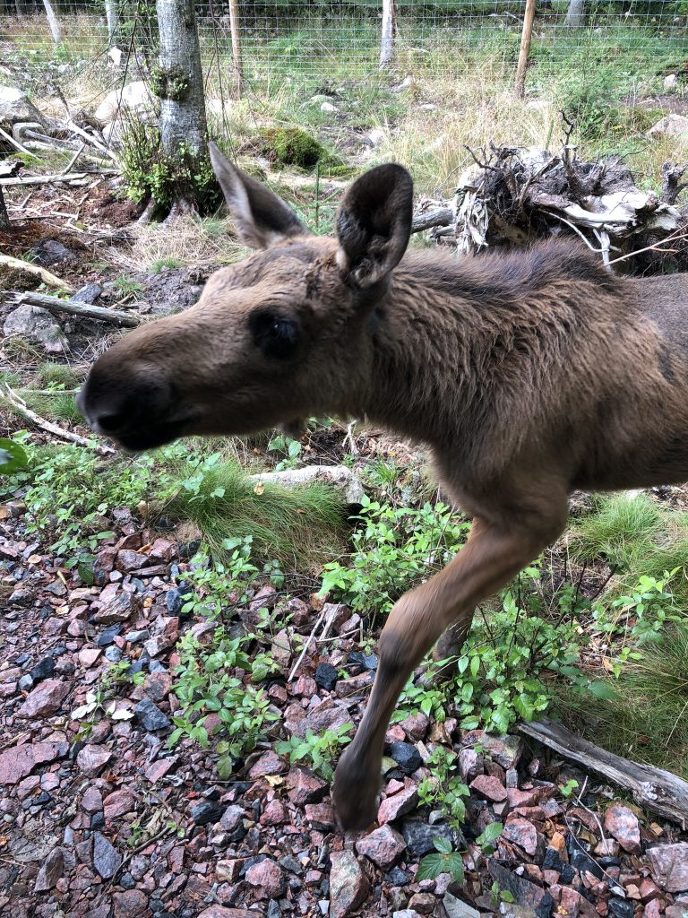 baby moose