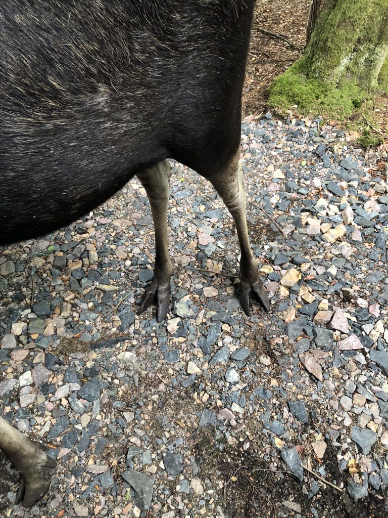 ridiculous moose feet