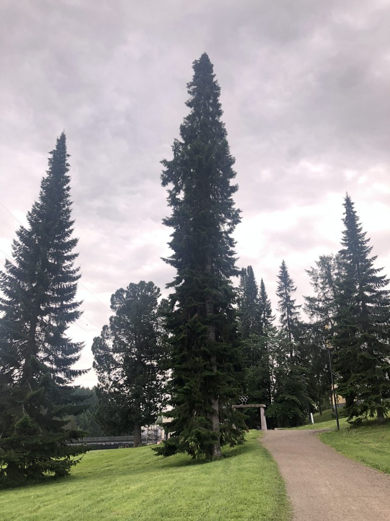 finnish pines
