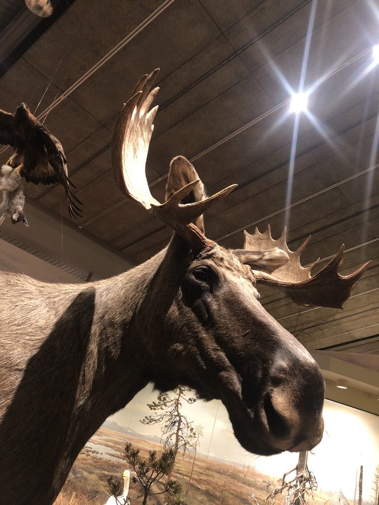 Ajtte museum moose