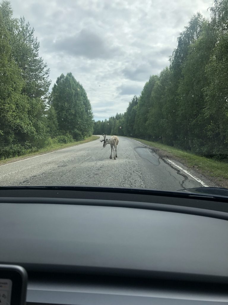 reindeer on the road