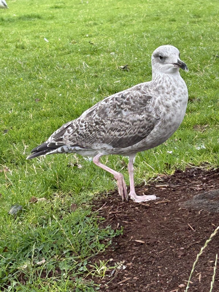 seagull