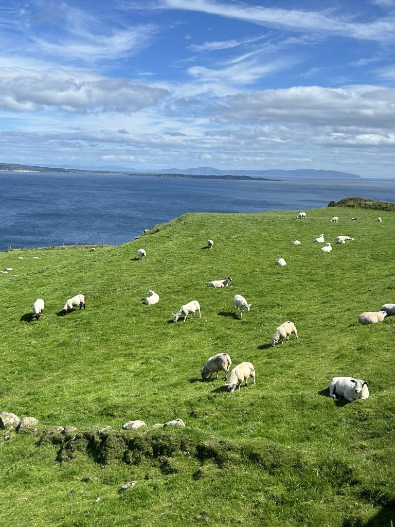 Irish sheep