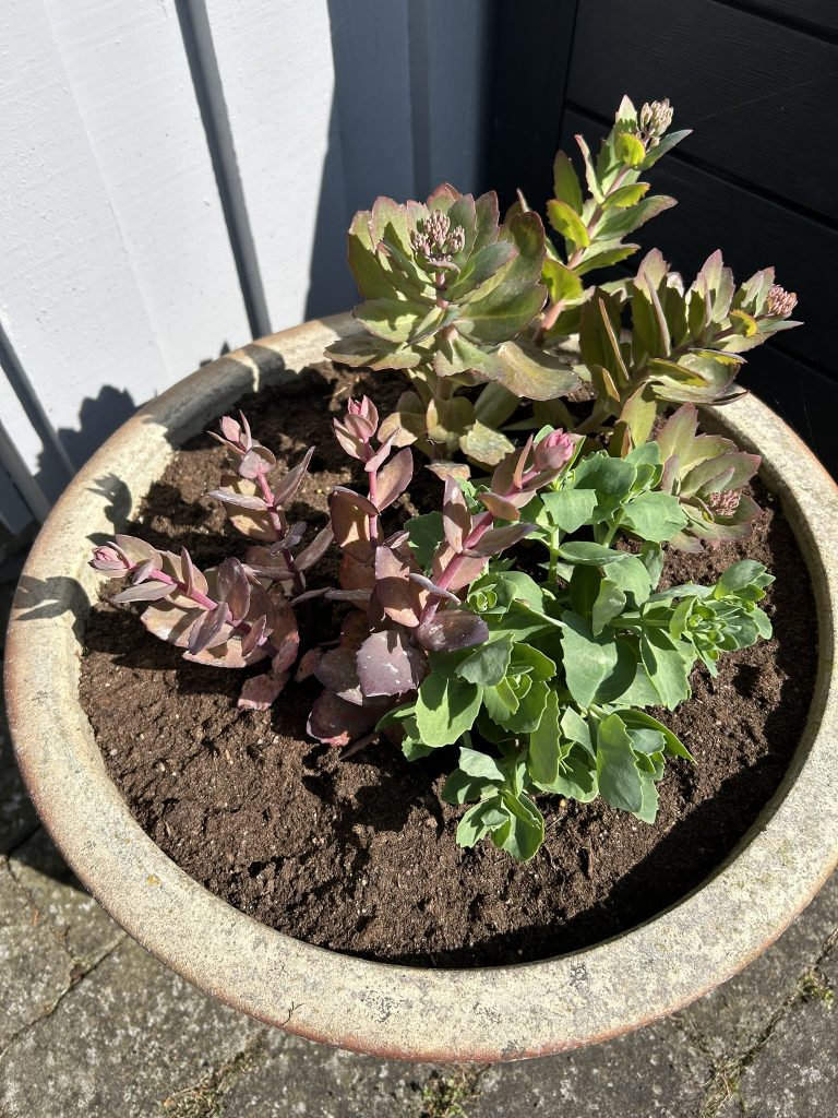 stonecrop
