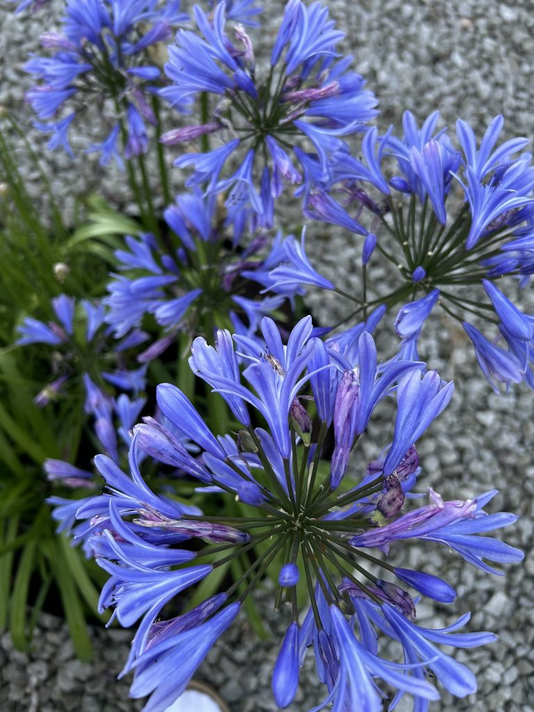alliums