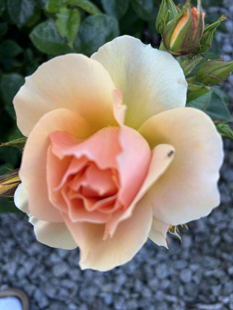 rose