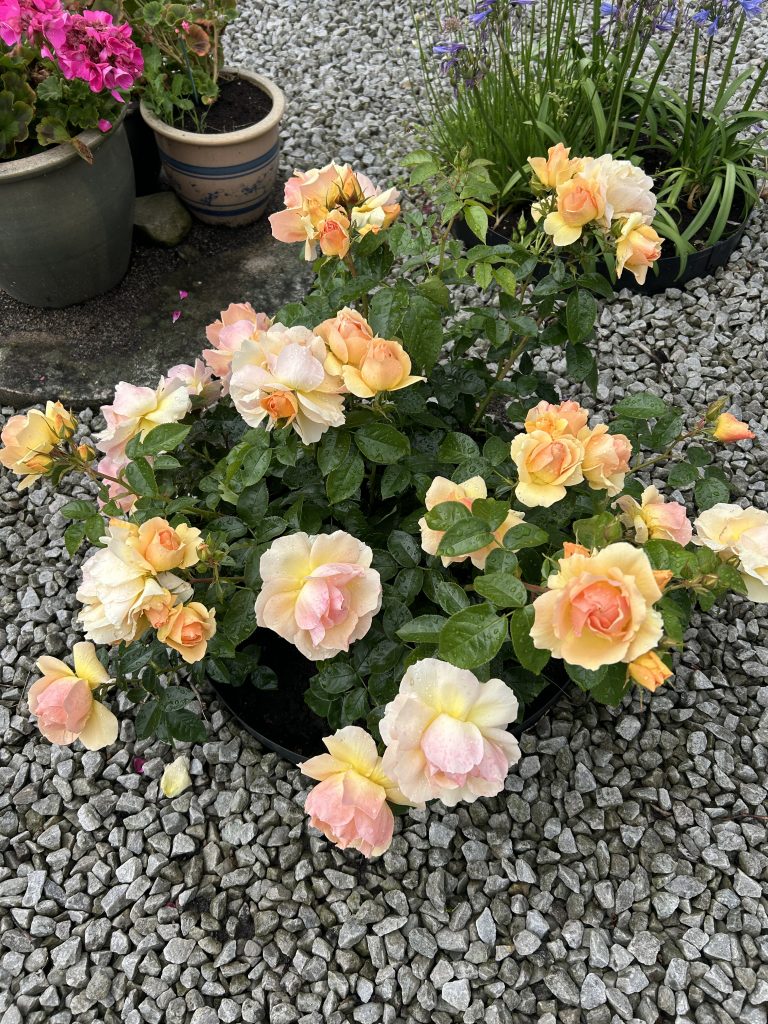 front rosebush