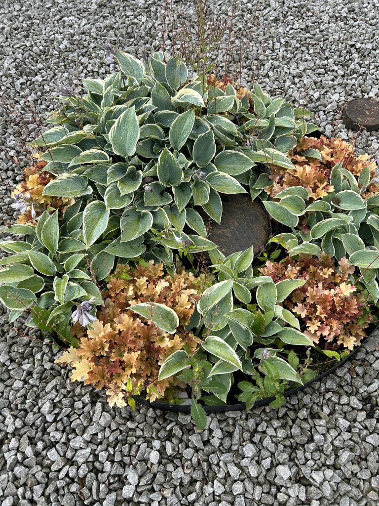 hostas and coral bells