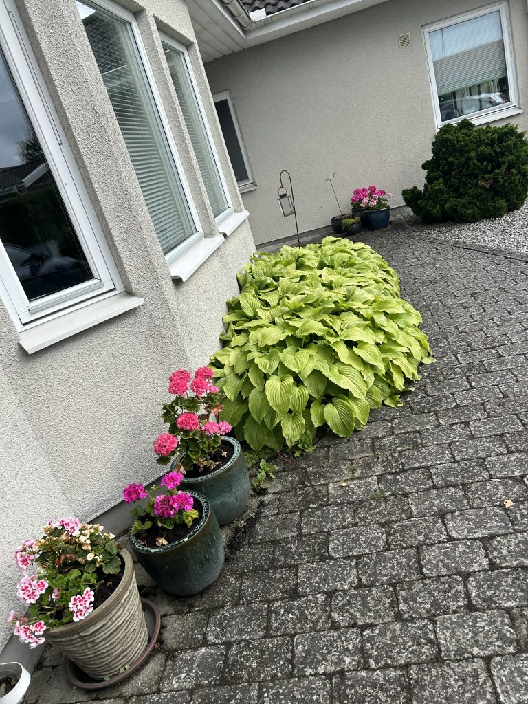 front hostas