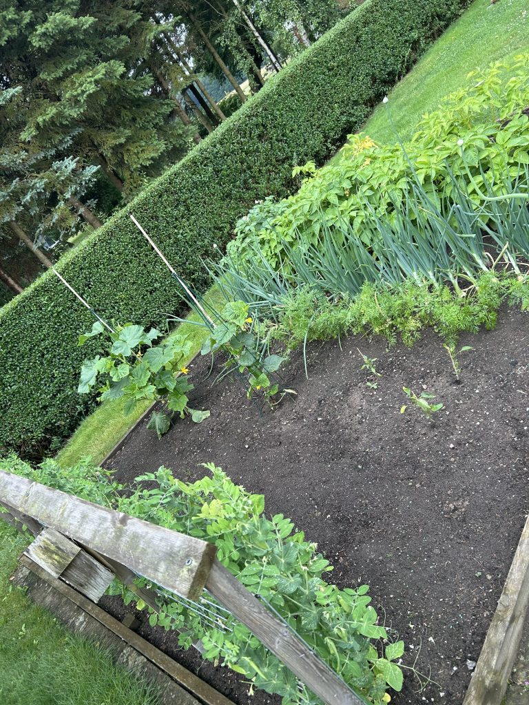 vegetable garden