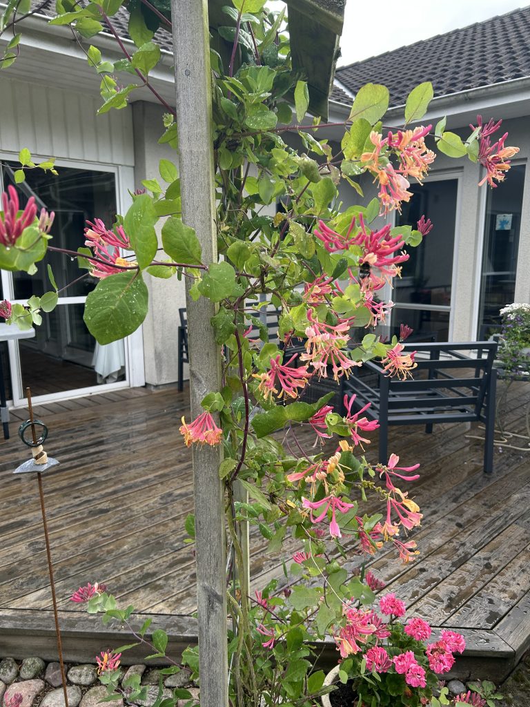 honeysuckle