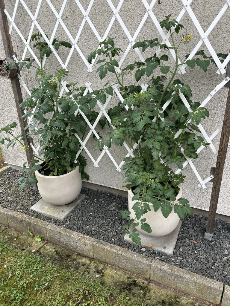 tomatoes