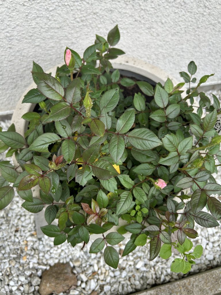 pink roses