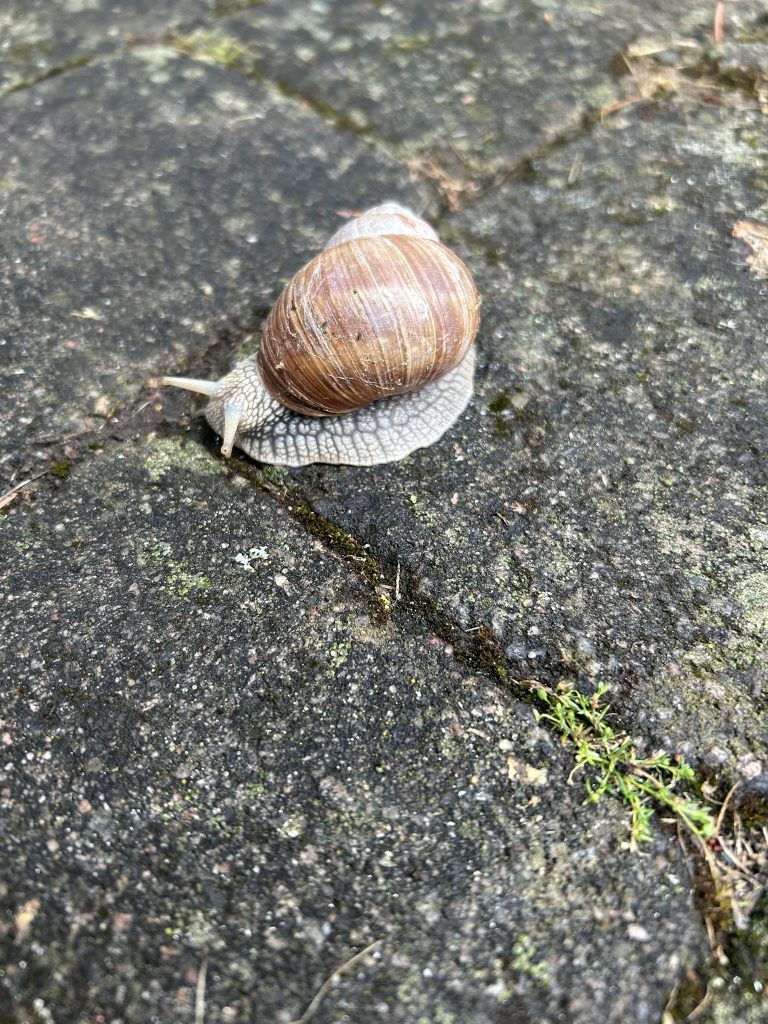 Giant snail