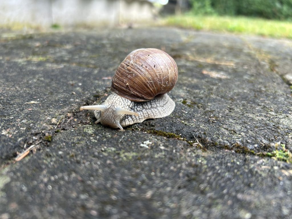 Giant snail