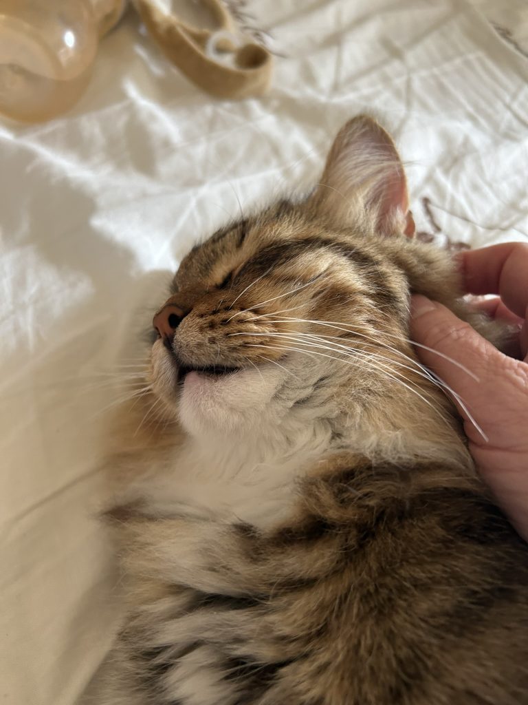 Frasse Siberian kitten