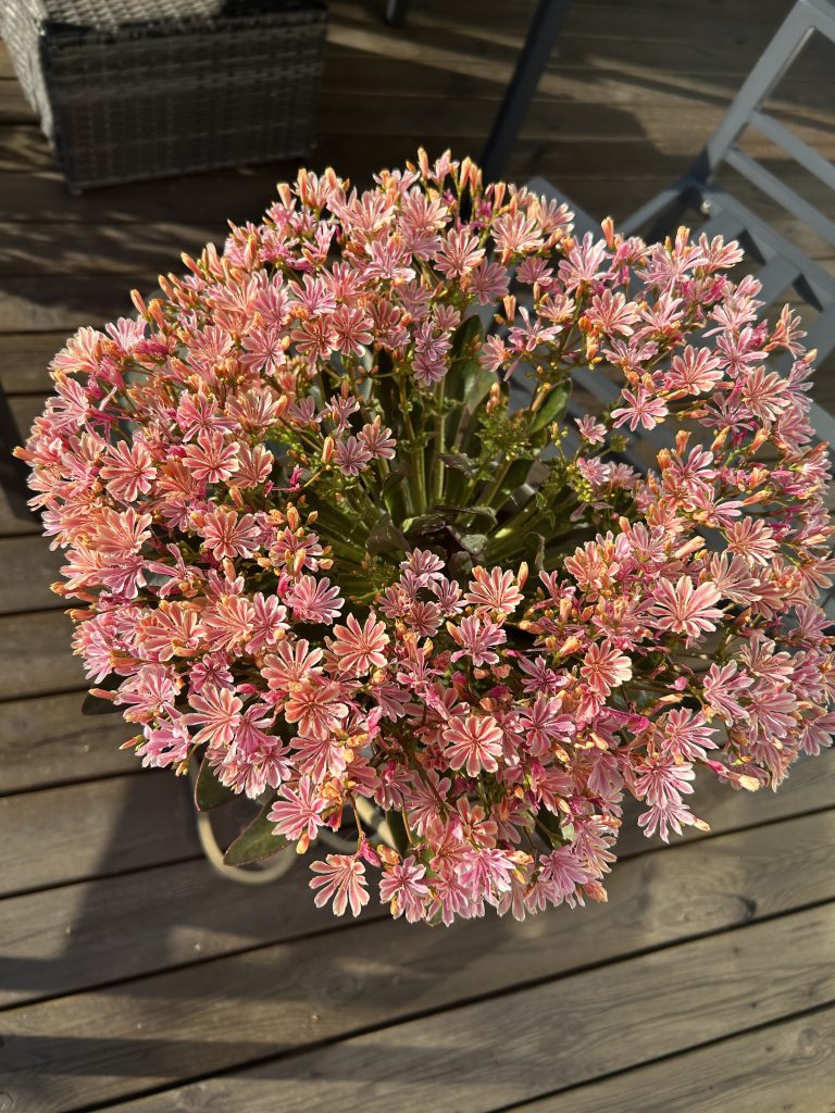 lewisia