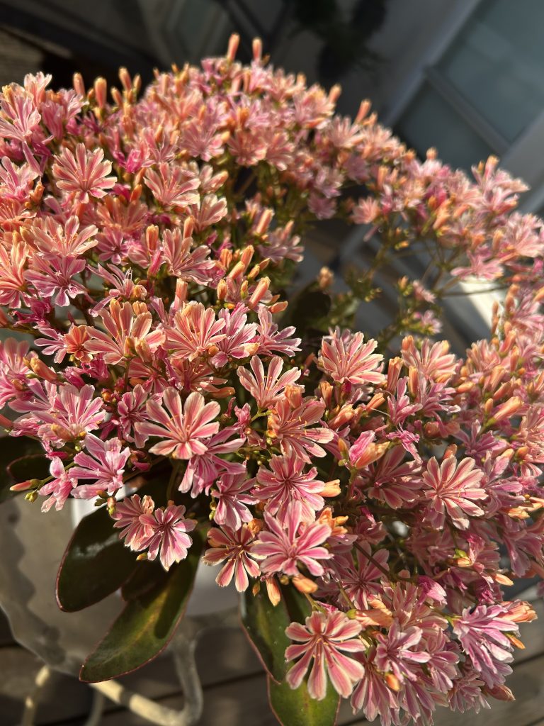 lewisia