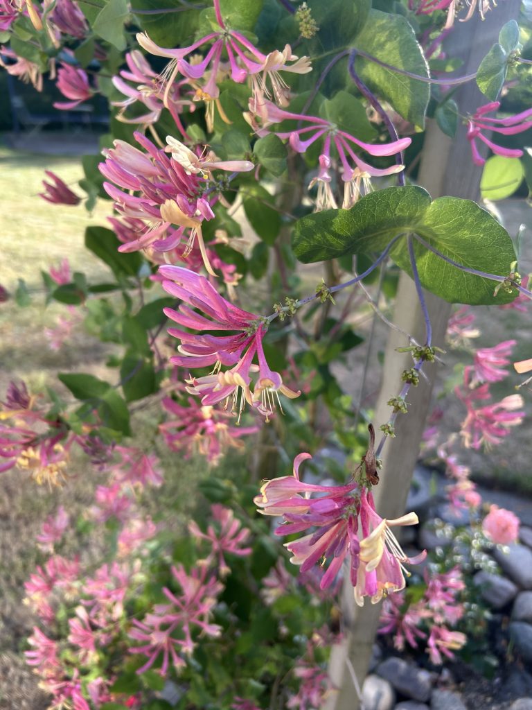 honeysuckles