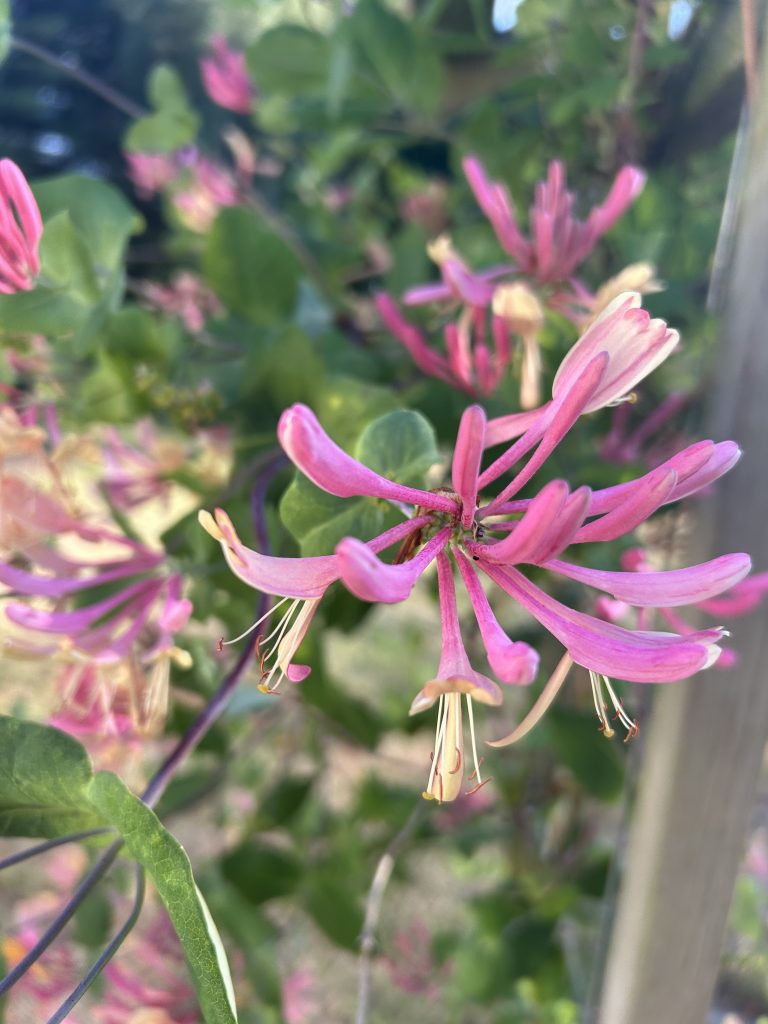 honeysuckles