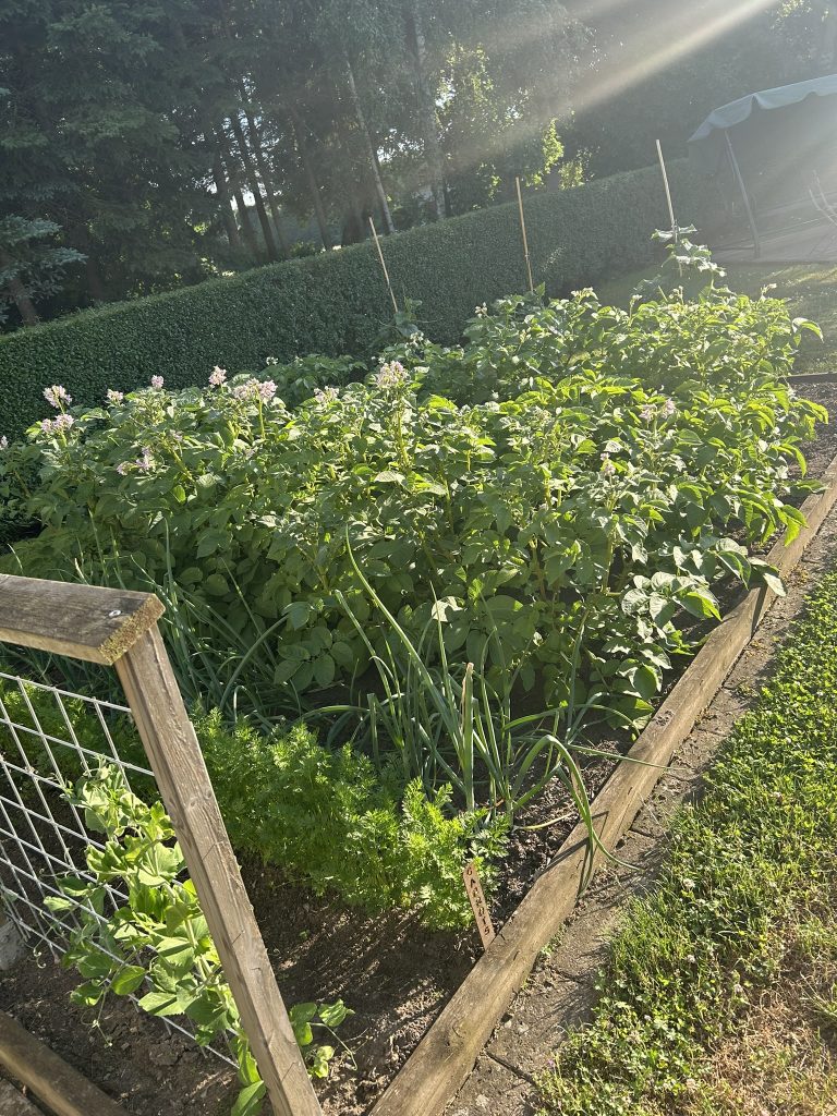 veg garden 2026